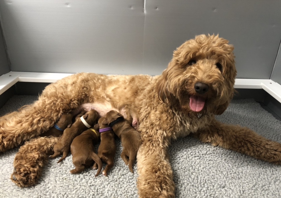 teddy bear goldendoodle puppies
