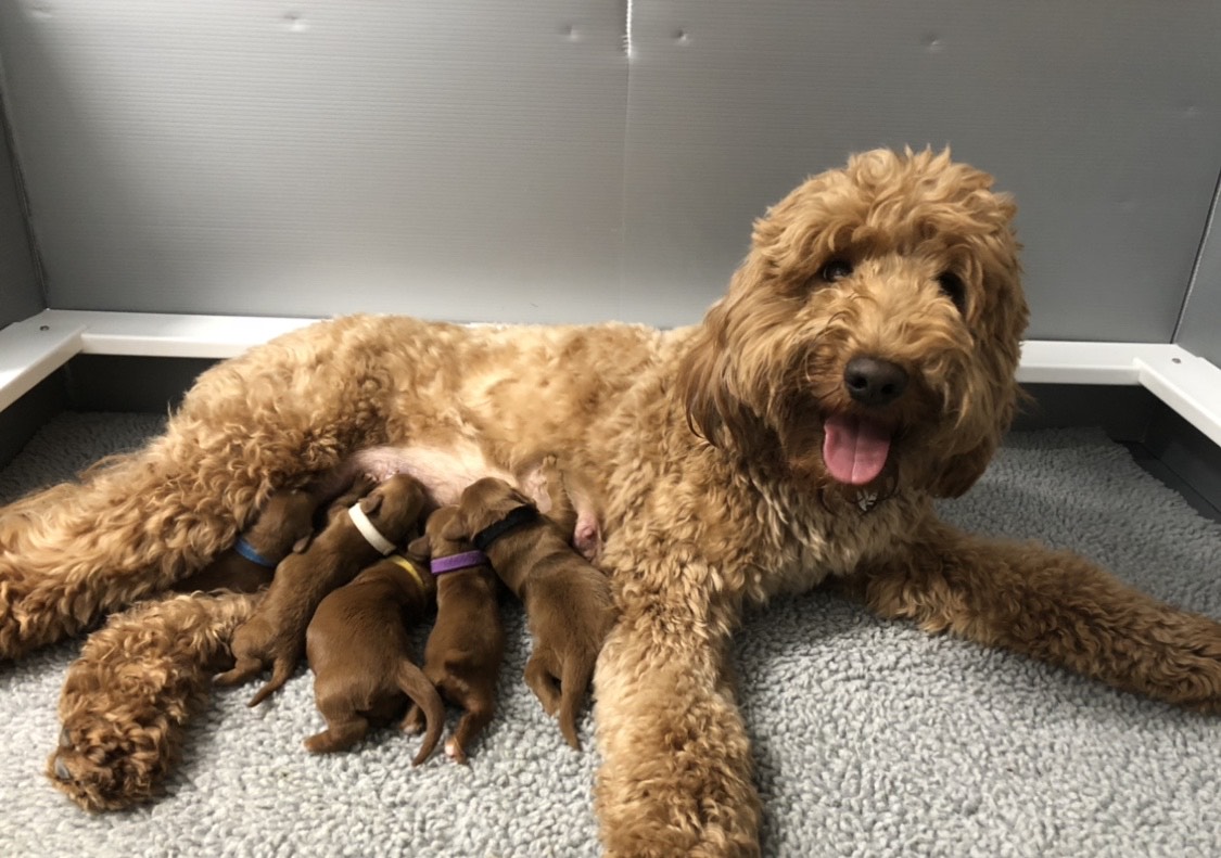 teddybear goldendoodle puppies for sale