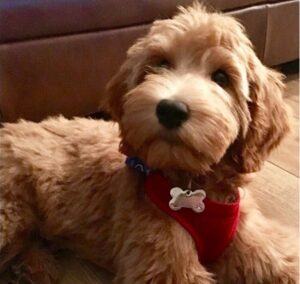 can you breed an f2b goldendoodle