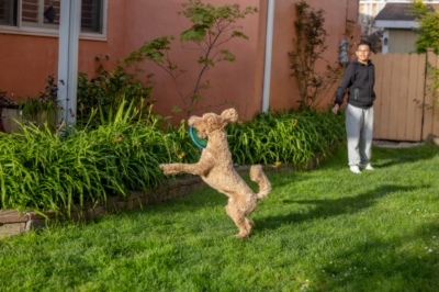 A goldendoodle playing with a ring in garden beside the house and a man watching it.