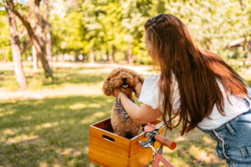 A goldendoodle sitting in a basket of a bicycle and a lady playing with it.