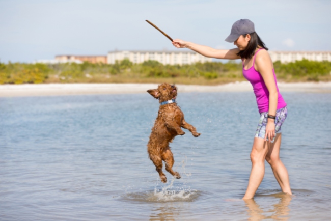 A woman playing with a dark brown goldendoodle on a beach