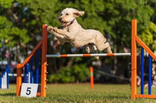 A light brown color goldendoodle jumping over the hurdle.